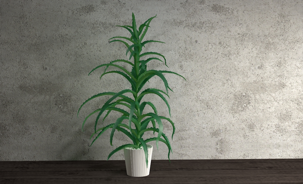 芦荟盆景植物C4D模型 Aloe