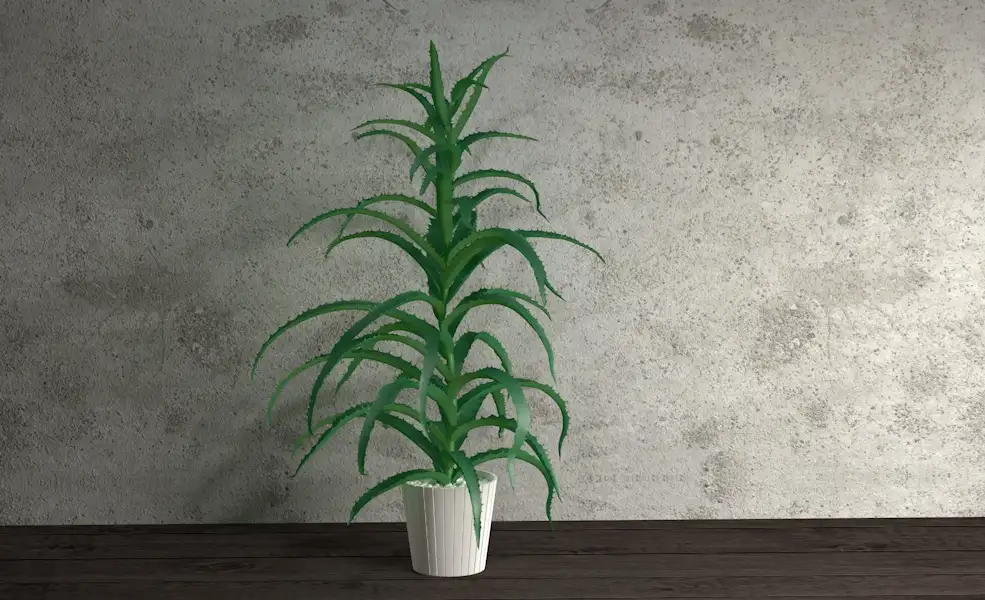 芦荟盆景植物C4D模型 Aloe - C4D之家 - zhiwu.jpg