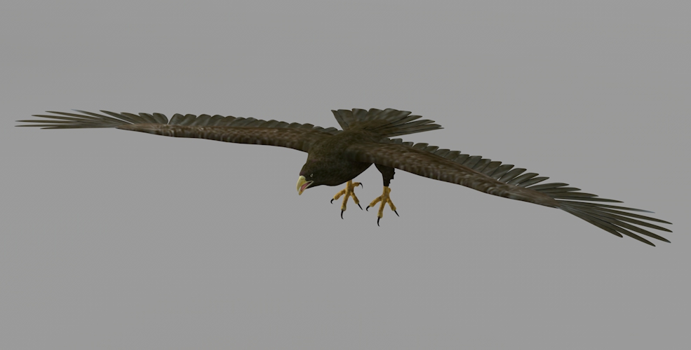 飞翔的老鹰C4D模型 Eagle 3D Model
