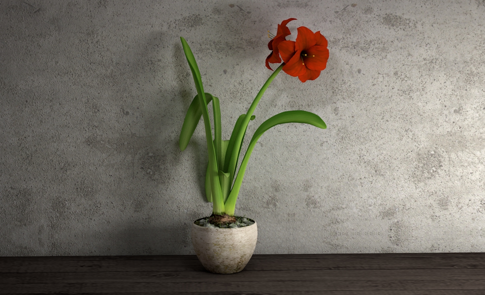 红花莲 朱顶红盆栽花卉C4D模型 Hippeastrum rutilum - C4D之家 - zhiwu.jpg