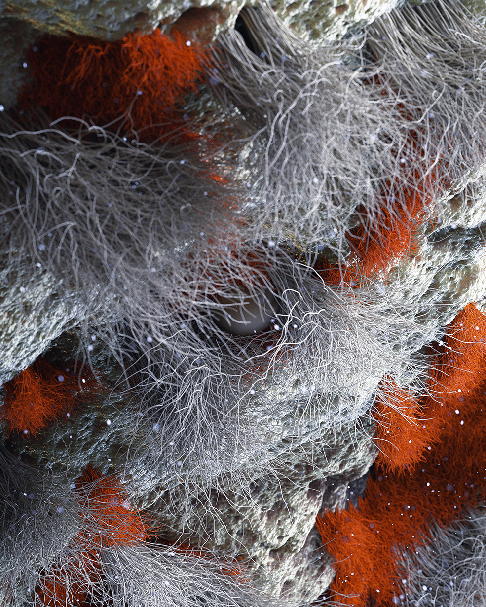 C4D实用工程第463季：海底暗礁生物C4D工程文件 C4D Project[Cinema4D - Octane]