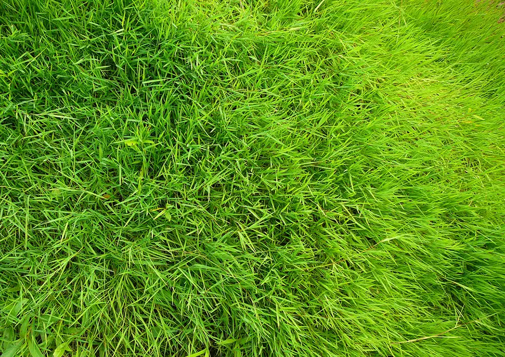 C4D绿草预设 Green preset - C4D之家 - 2476235_075154083112_2.jpg