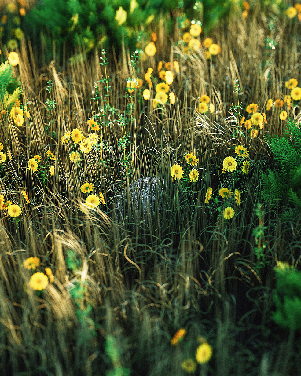 C4D实用工程第498季：黄色菊花 花草场景C4D工程C4D Project[Cinema4D - Octane] - C4D之家 - [15-09-17]---Calm.jpg