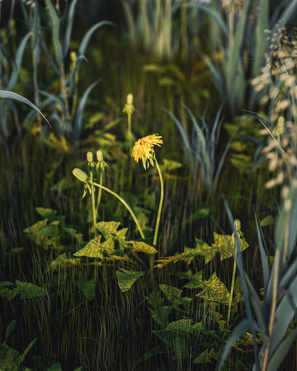 C4D实用工程第451季：蒲公英花草C4D工程C4D Project[Cinema4D - Octane] - C4D之家 - [18-09-17]---Grass.jpg