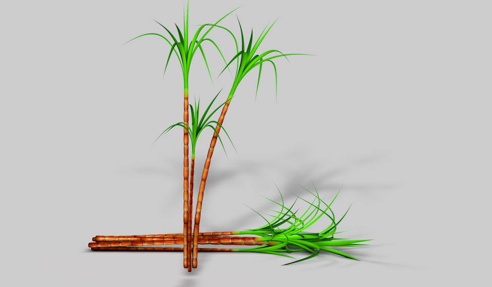 甘蔗C4D模型 sugar cane c4d model - C4D之家 - cinema4d_ 2017-10-31 14.20.05.jpg