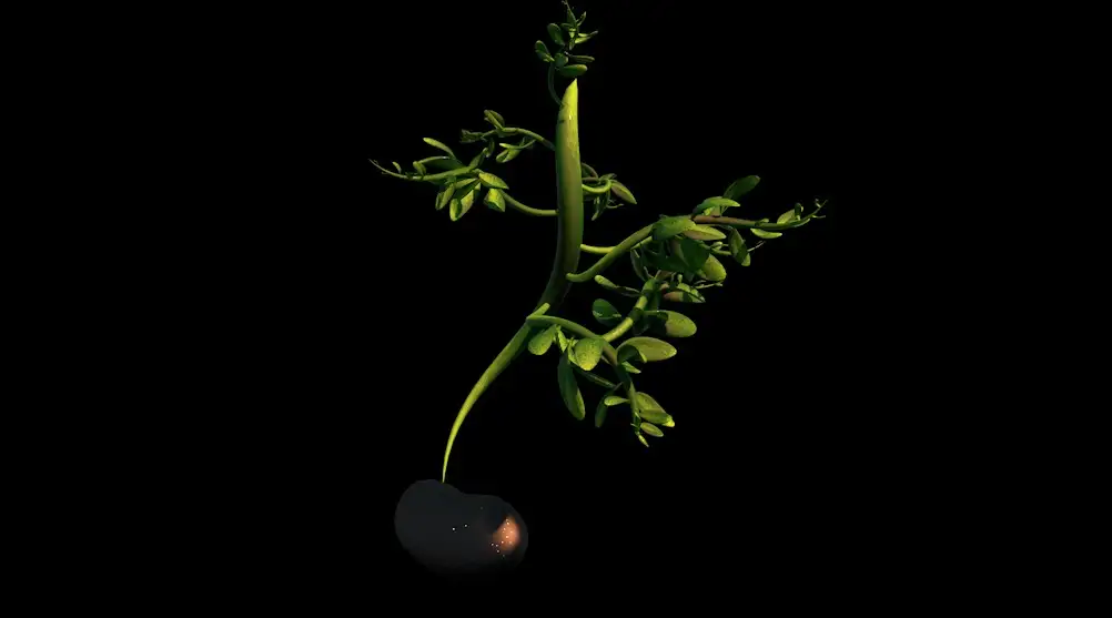 C4D豆芽生长动画工程 Bean sprout animation - C4D之家 - cinema4d_ 2017-11-01 17.20.40.jpg