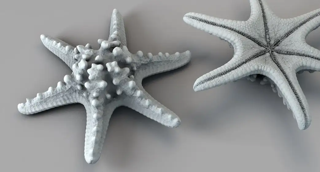 六角海星C4D模型 Horned Sea Star