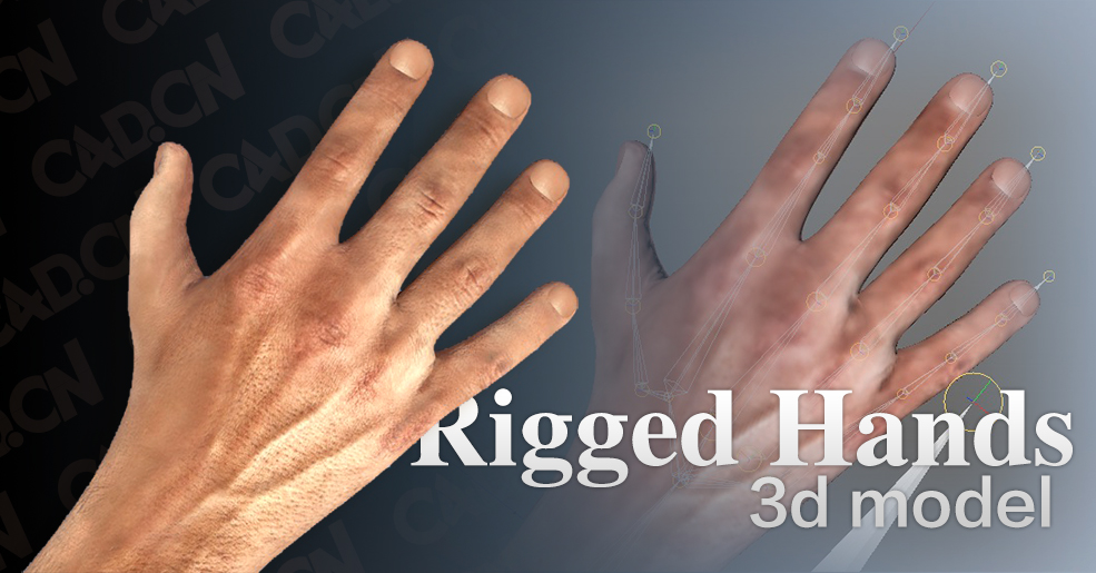 男性手掌绑定C4D模型 Rigged Hand 3d model - C4D之家 - cinema4d_-2017-11-08-14.36.57.jpg