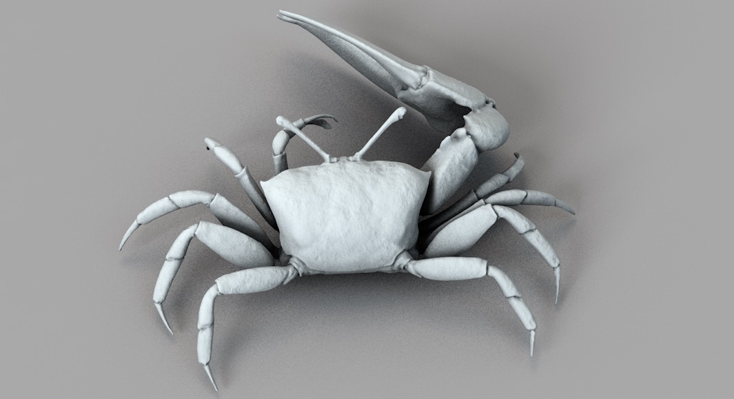 招潮蟹C4D模型 Fiddler Crab - C4D之家 - 屏幕快照 2017-11-09 21.00.17.jpg
