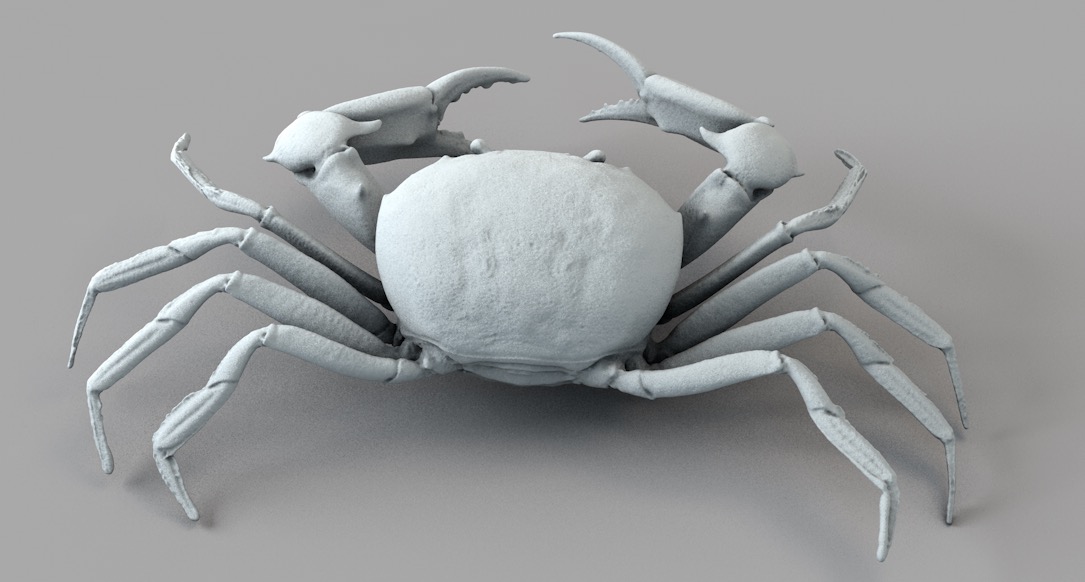 螃蟹 骏河隆背蟹 C4D模型 Carcinoplax Suruguensis - C4D之家 - 屏幕快照 2017-11-12 20.31.35.jpg
