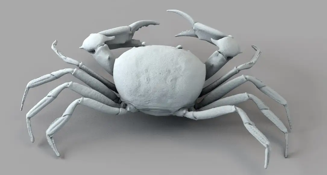 螃蟹 骏河隆背蟹 C4D模型 Carcinoplax Suruguensis - C4D之家 - 屏幕快照 2017-11-12 20.31.35.jpg