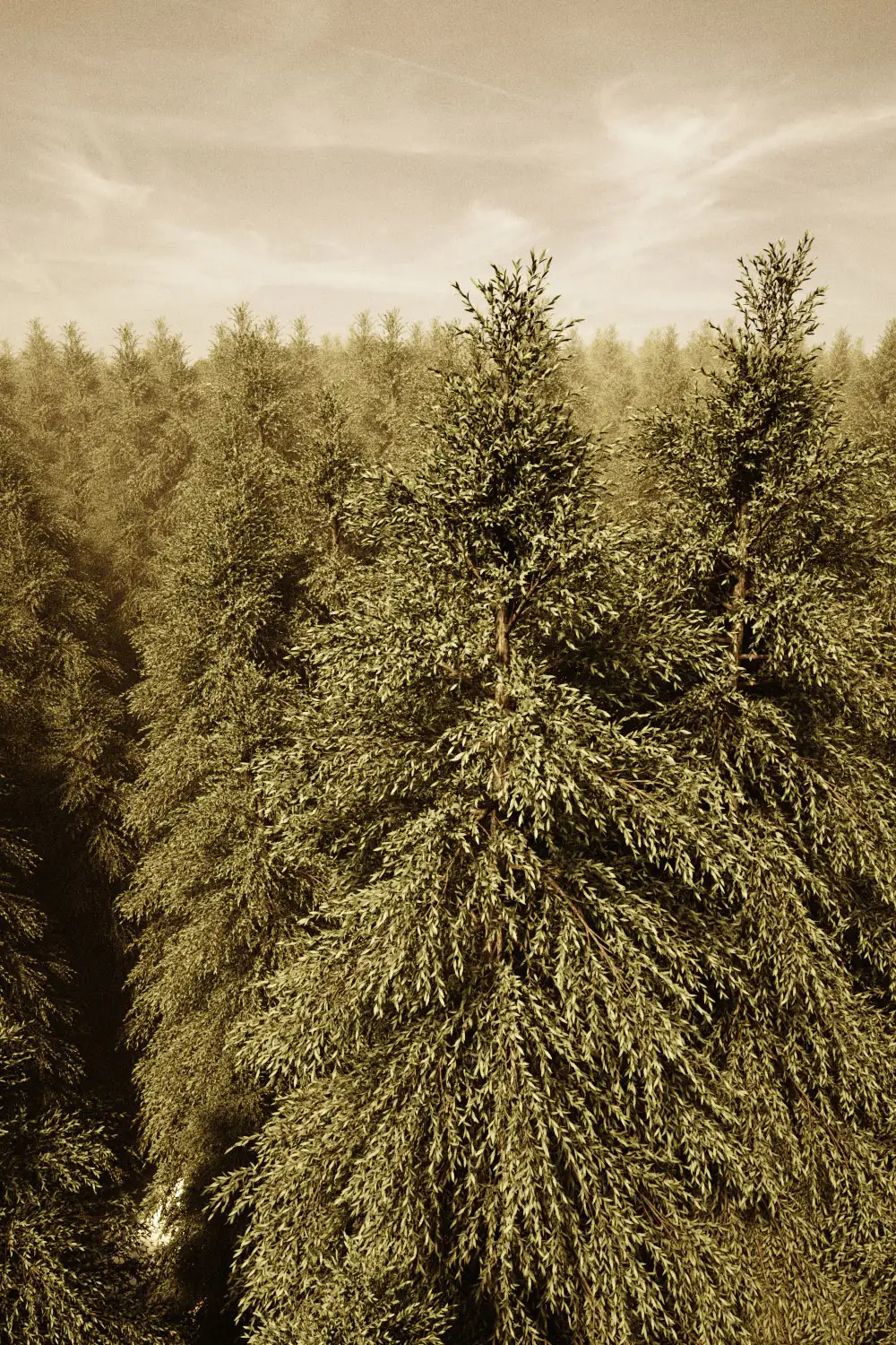 C4D octane_HDRI_fog中文全面讲解 - C4D之家 - tree_fog0420.jpg
