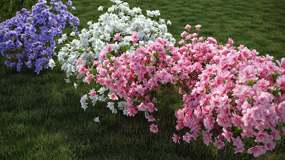 100个景观树木模型 灌木树木植物3D模型 Vizpark – Real Shrubs - C4D之家 - AwWBqz0.jpg