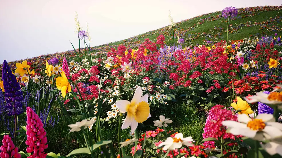 100个景观树木模型 灌木树木植物3D模型 Vizpark – Real Shrubs - C4D之家 - VP_Real_Flowers_MountainPlane_1920.jpg