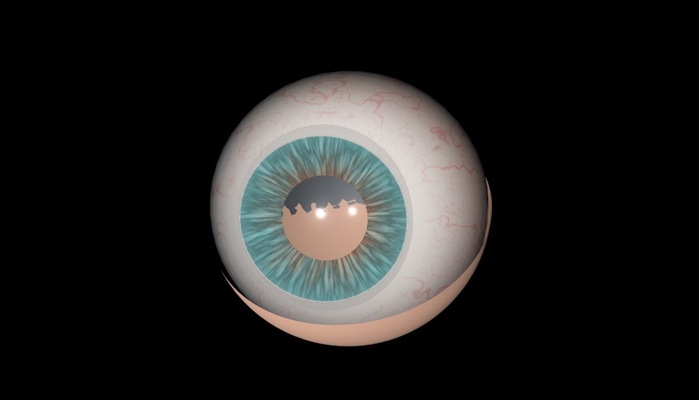 C4D人眼睛 眼球 眼珠模型工程文件 Eyeball 3d model