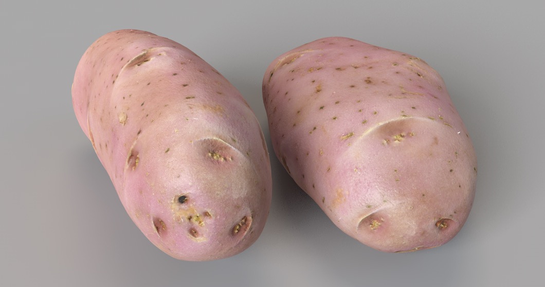 马铃薯 土豆 洋芋C4D模型 Potato