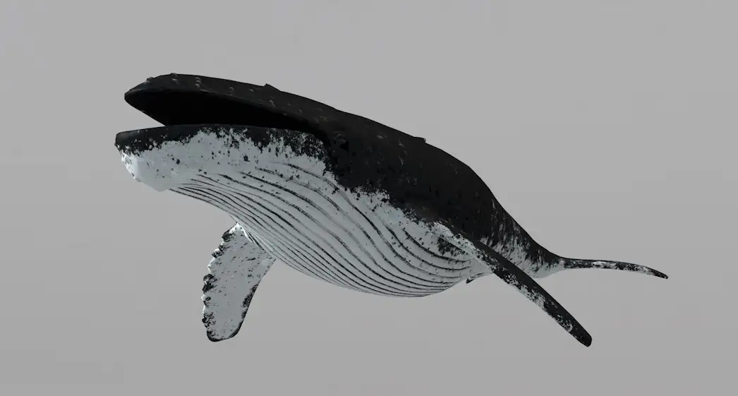 鲸鱼C4D模型 Whale 3d model - C4D之家 - 屏幕快照 2018-03-29 22.39.32.jpg