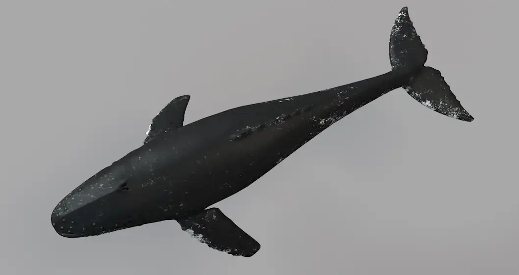 鲸鱼C4D模型 Whale 3d model - C4D之家 - 屏幕快照 2018-03-29 22.37.25.jpg