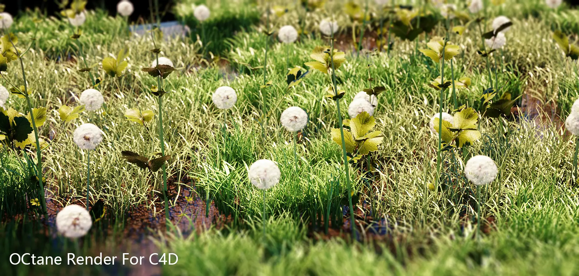 Octane Render For C4D {草中蒲公英} - C4D之家 - 002.jpg