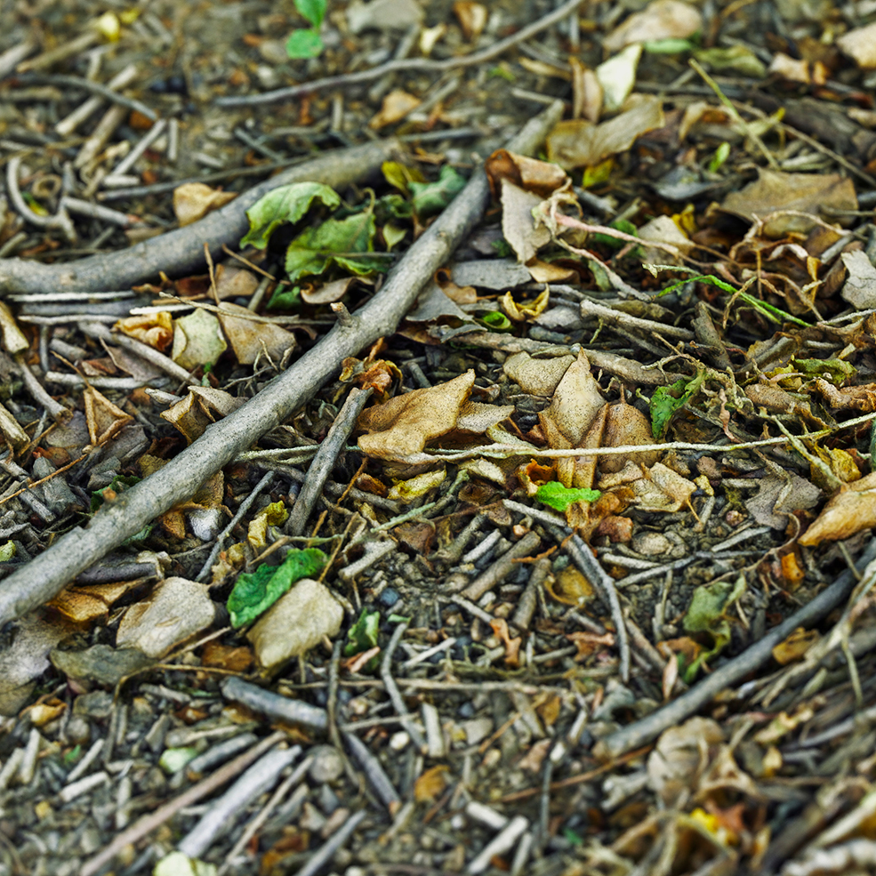 C4D Octane落叶写实场景模型 Fallen Leafs - C4D之家 - Fallen-Leafs-4.jpg
