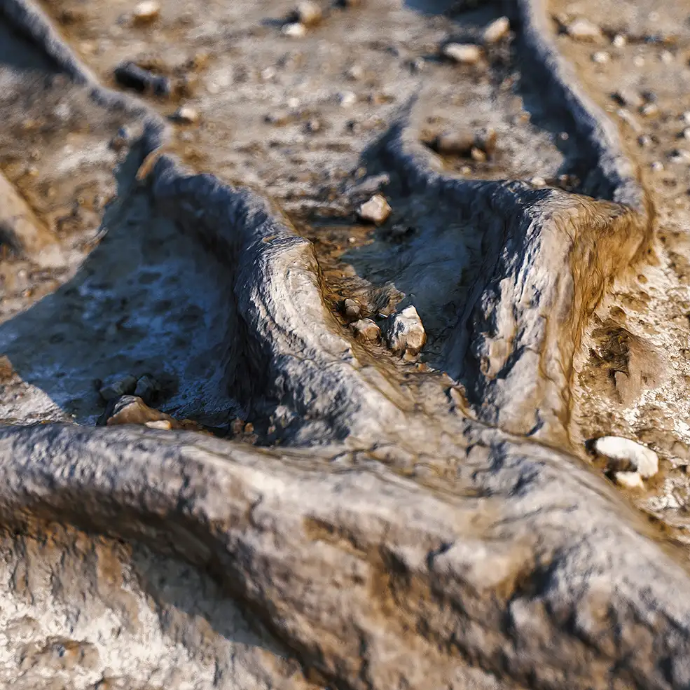 C4D Octane长在泥土里的树根写实渲染模型 Tree Roots - C4D之家 - Tree-Roots-2.jpg