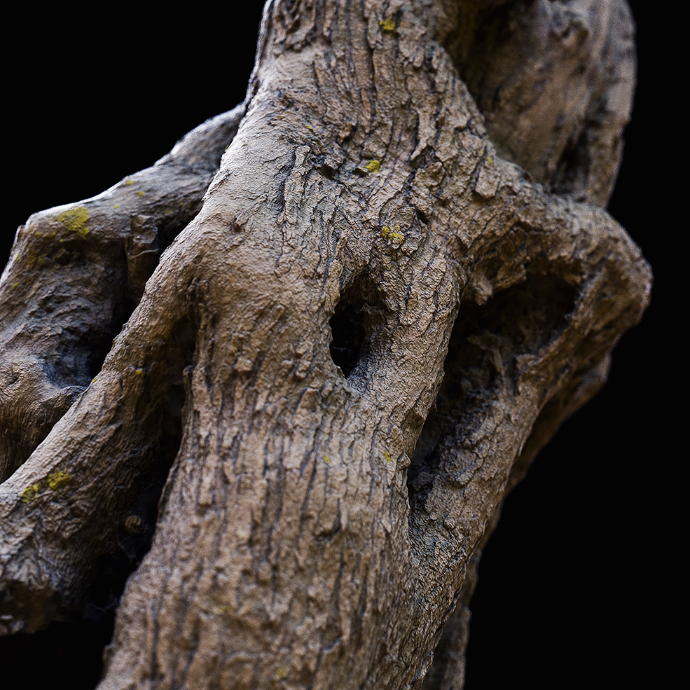 C4D Octane树根写实渲染模型 Tree Trunk