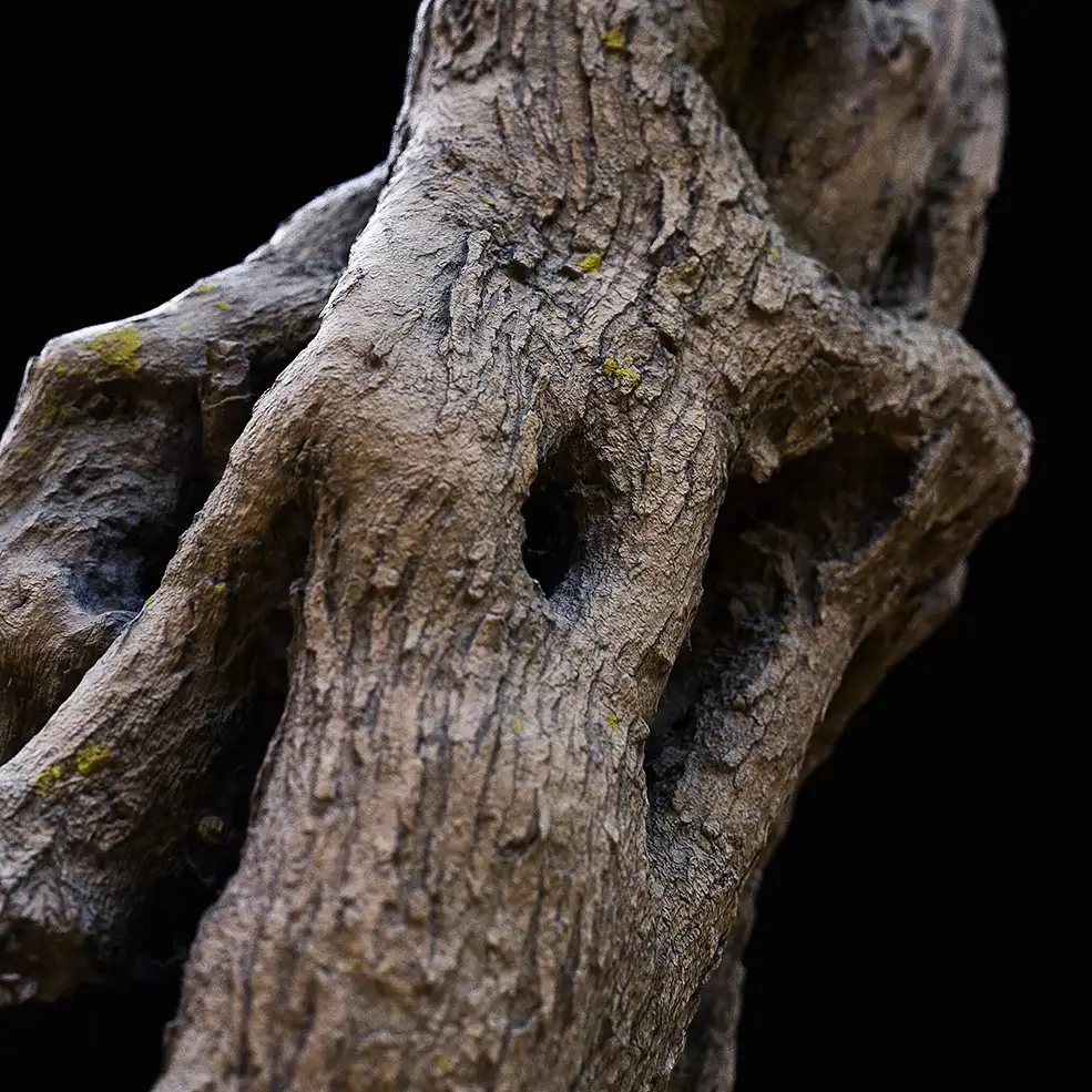 C4D Octane树根写实渲染模型 Tree Trunk