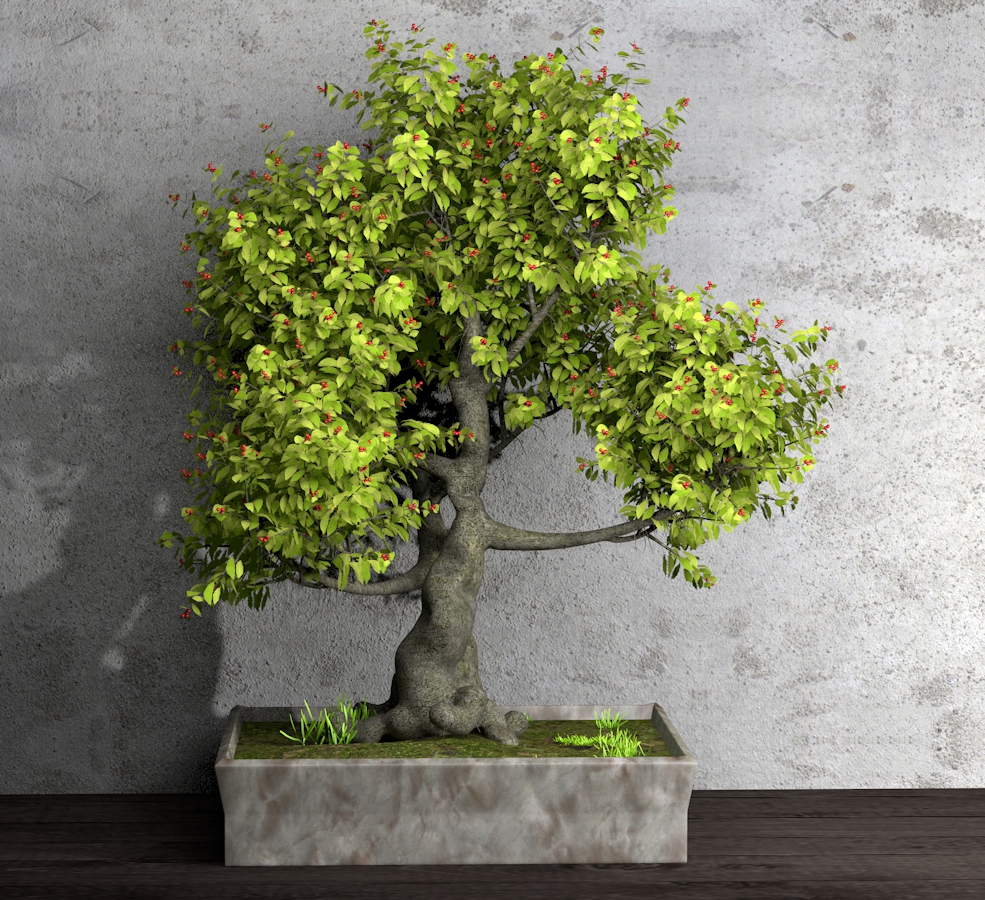 景观树盆景C4D模型 dwarf tree - C4D之家 - Untitled-2.jpg