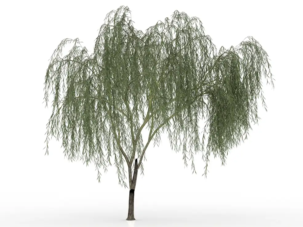 垂柳 柳树C4D模型 Salix Babylonica