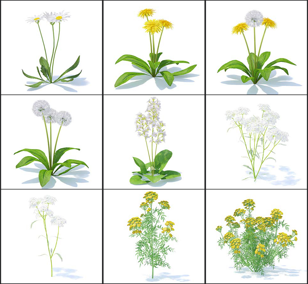 51个野生植物花朵3D模型 CGAxis – Wild Plants 3D Models Collection Volume 91 - C4D之家 - 未命名-4.jpg