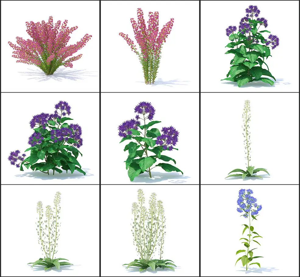 51个野生植物花朵3D模型 CGAxis – Wild Plants 3D Models Collection Volume 91 - C4D之家 - 未命名-5.jpg