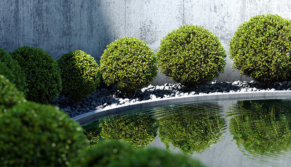 庭园圆形景观树 园林绿化景观树 黄杨树C4D模型 Boxtree - C4D之家 - Boxtree_free_3d_model.jpg