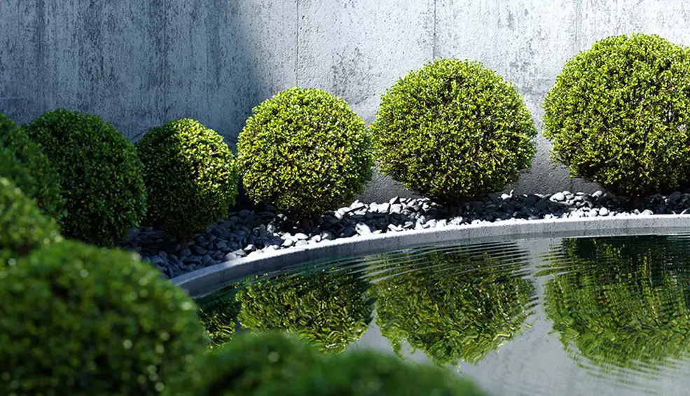 庭园圆形景观树 园林绿化景观树 黄杨树C4D模型 Boxtree