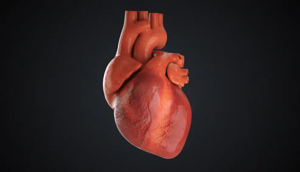 C4D心脏跳动动画模型工程 HEART BEAT FINAL - C4D之家 - LOOP_T__20(00000).jpg