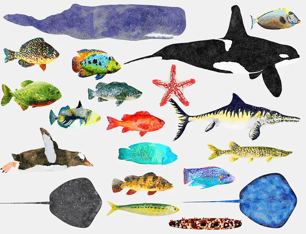 20个低面海洋鱼类插图模型合集 Fish Illustration Collection – Animted Part 3