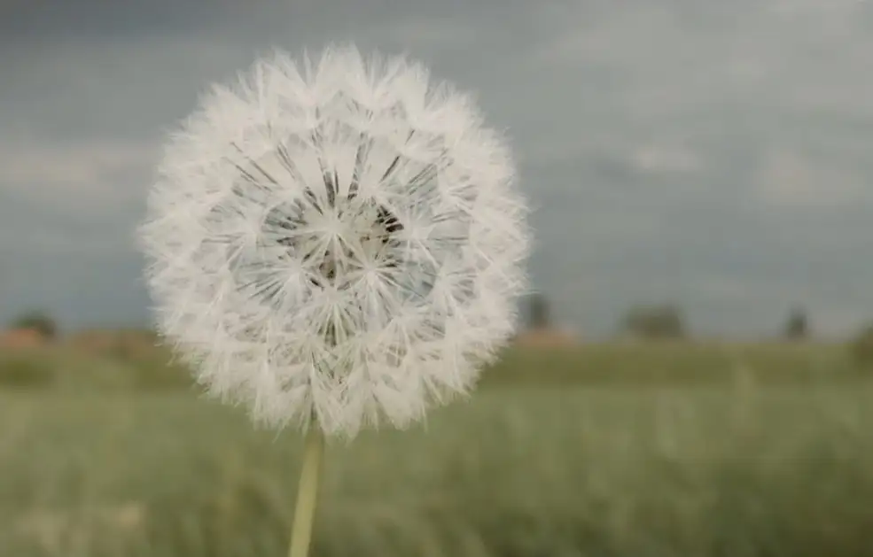 C4D制作蒲公英动画教程 Redshift C4D Dandelion Aerodynamic Hair - C4D之家 - 屏幕快照-2018-11-19-22.36.02.jpg