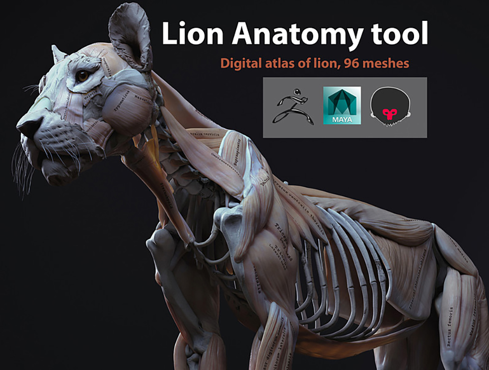 狮子肌肉解剖3D模型 Cubebrush – Lion Anatomy - C4D之家 - big_b3ab1dafaf.jpg