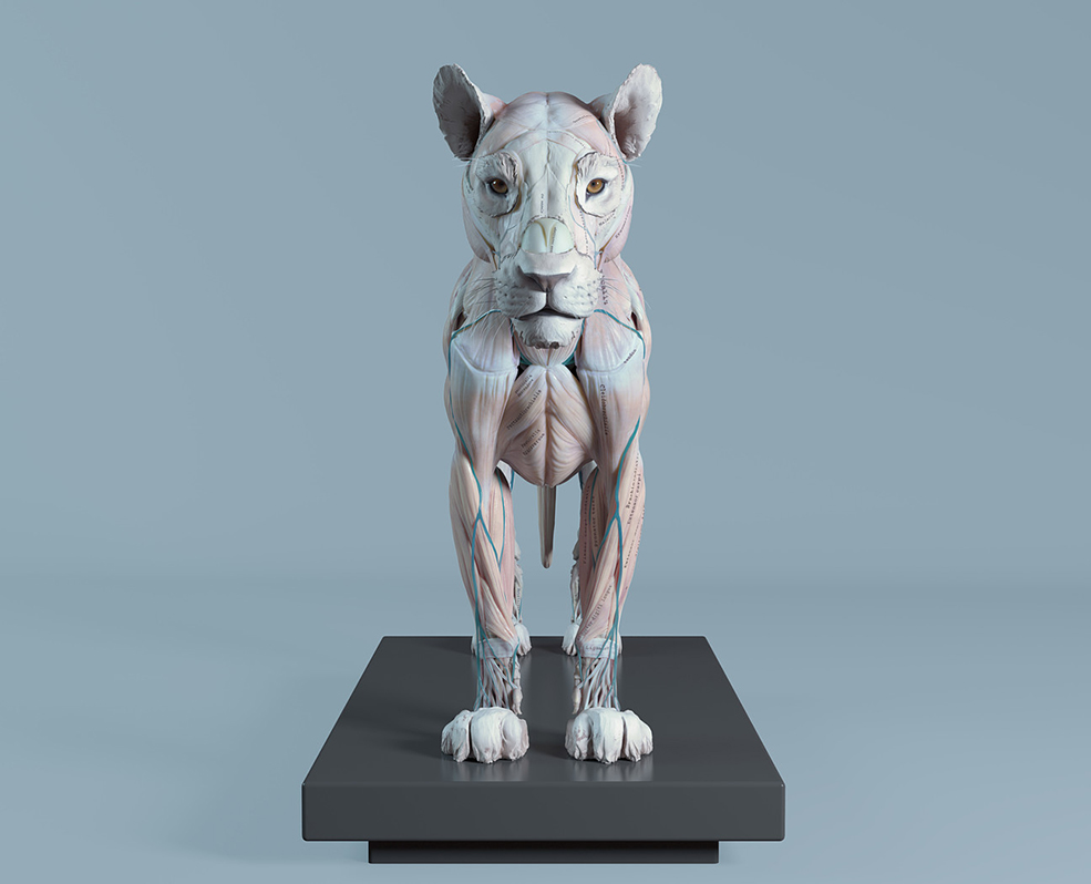 狮子肌肉解剖3D模型 Cubebrush – Lion Anatomy - C4D之家 - big_425237dd09.jpg