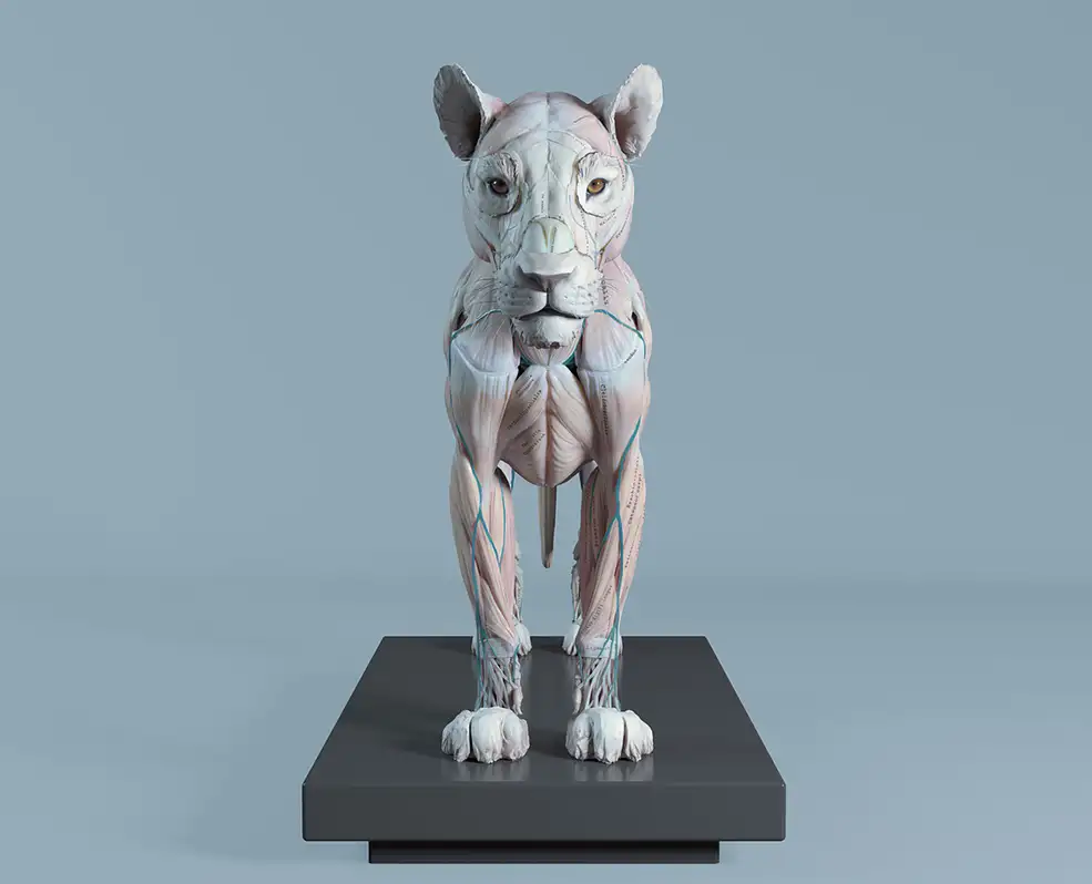 狮子肌肉解剖3D模型 Cubebrush – Lion Anatomy - C4D之家 - big_425237dd09.jpg