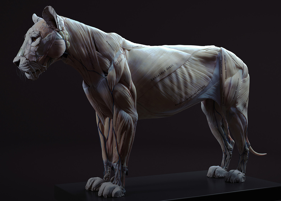 狮子肌肉解剖3D模型 Cubebrush – Lion Anatomy - C4D之家 - big_d040d6ccac.jpg