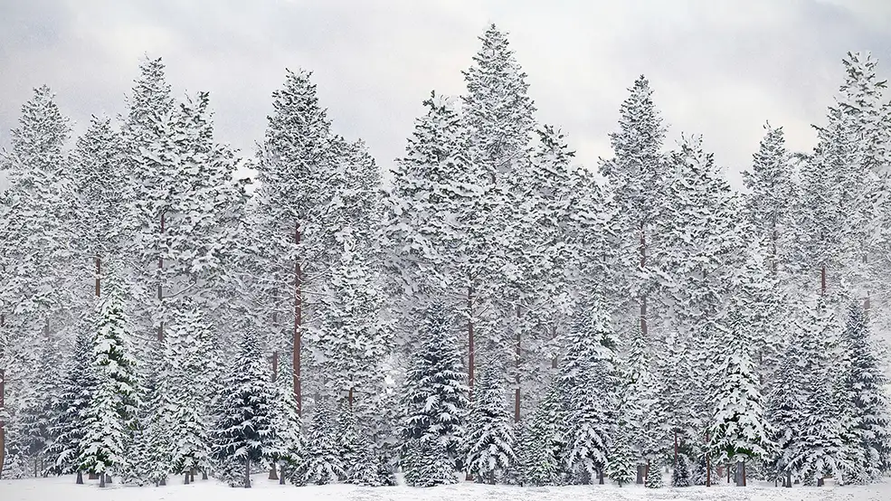 52个大雪覆盖的树木模型 Winter Conifer Trees 3D Models Collection – Volume 98 - C4D之家 - cgaxis-3d-models-render1.jpg