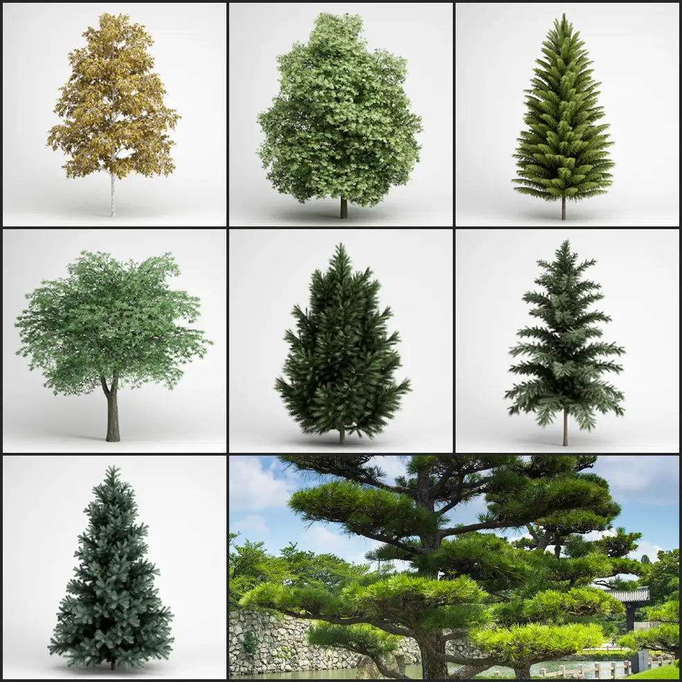 25个景观树木C4D模型 Tree - C4D之家 - 未命名-3.jpg
