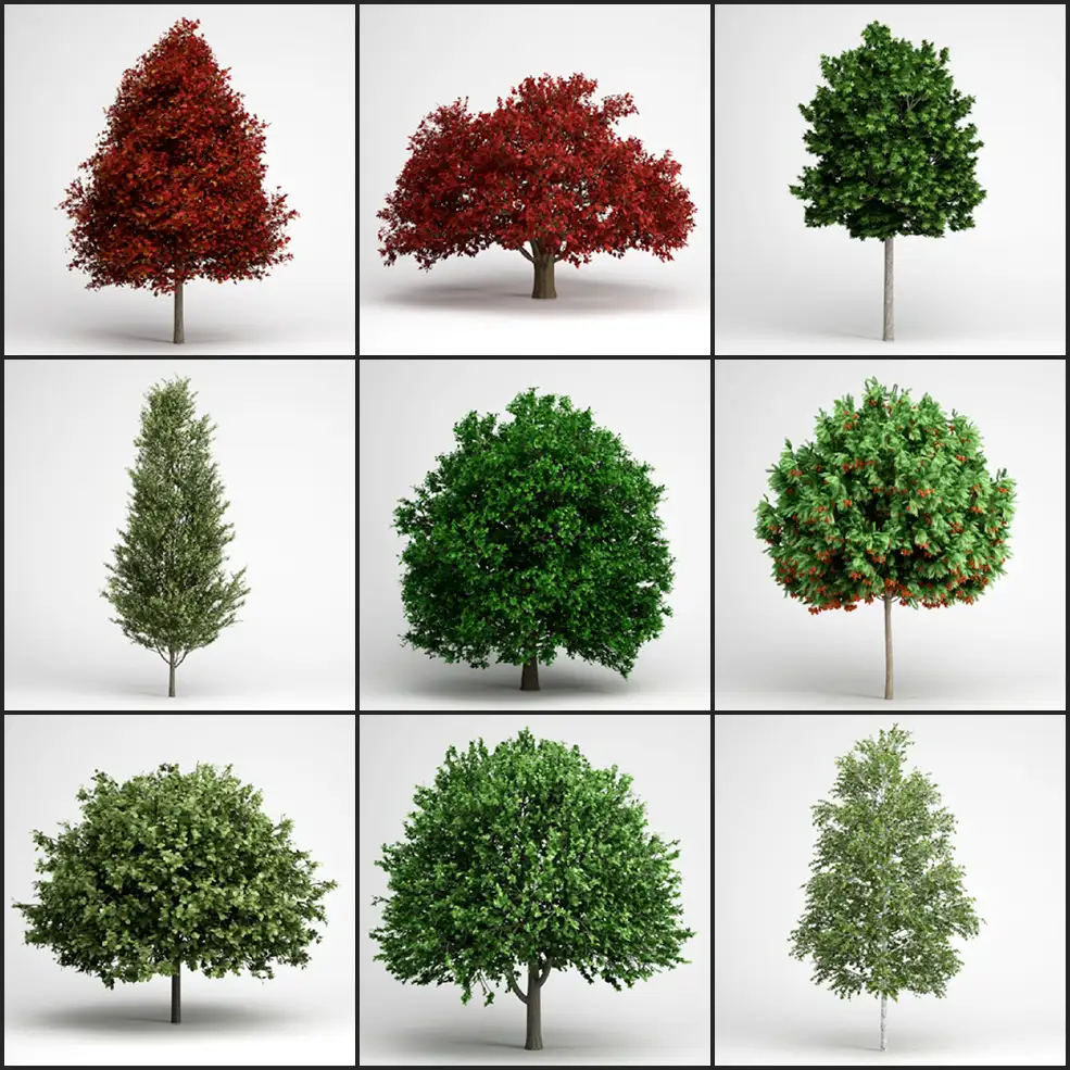 25个景观树木C4D模型 Tree - C4D之家 - 未命名-2.jpg