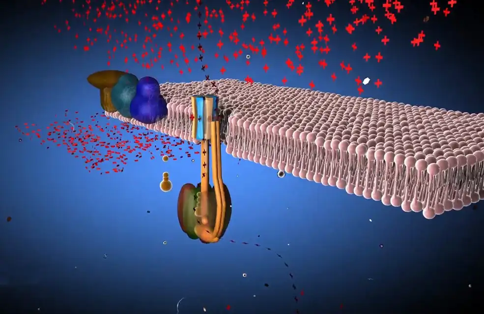 C4D医学动画工程文件:atp合成酶 ATP Synthase