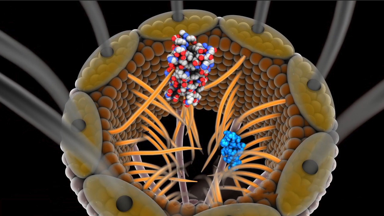 C4D医学动画工程文件:核孔复合体核膜孔 Nuclear Pore Complex 3