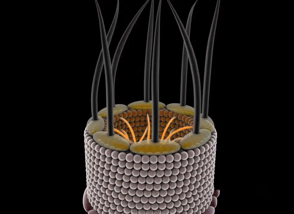C4D医学动画工程文件:核孔复合体核膜孔 Nuclear Pore Complex 3 - C4D之家 - 屏幕快照 2018-12-20 22.17.27.jpg