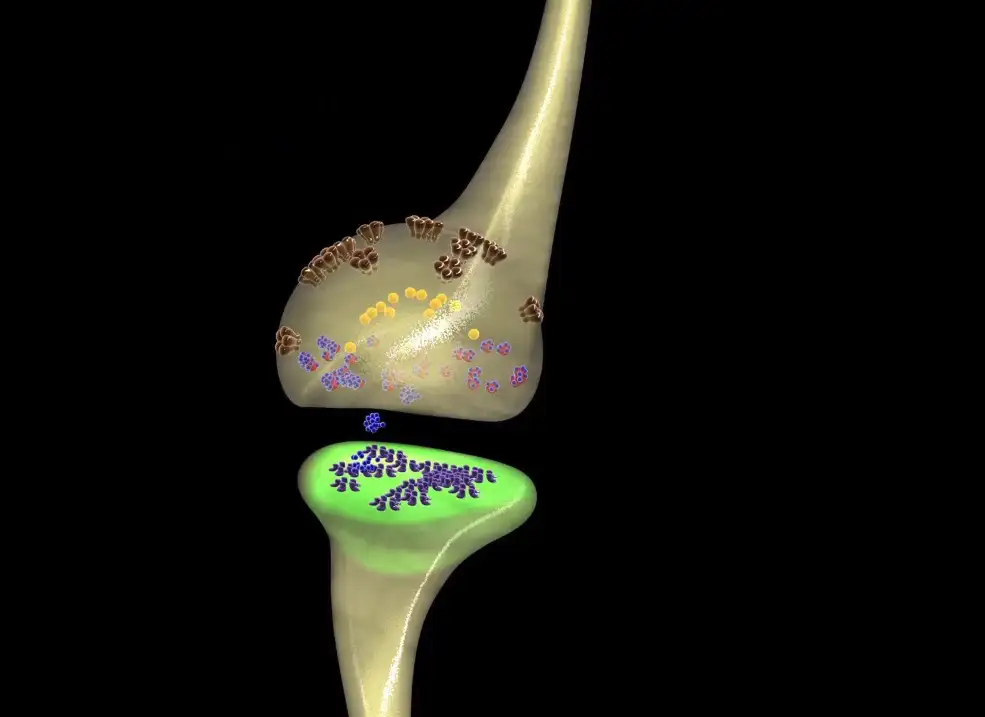 C4D医学动画工程文件:神经元突触传递 Synaptic Transmission