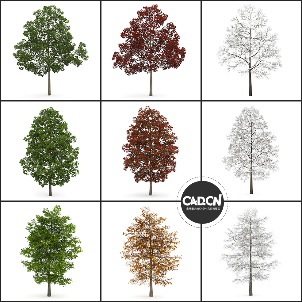 30棵四季景观树木C4D模型合集 tree - C4D之家 - 未命名-1.jpg