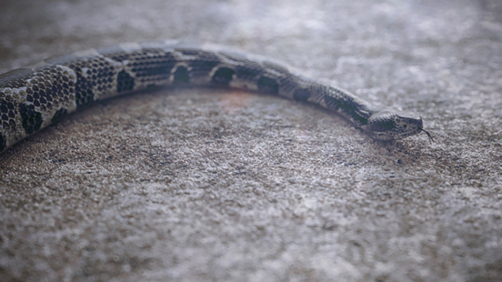 蛇爬行动画渲染C4D教程(含工程) Cinema4D Octane Creating a Realistic Snake