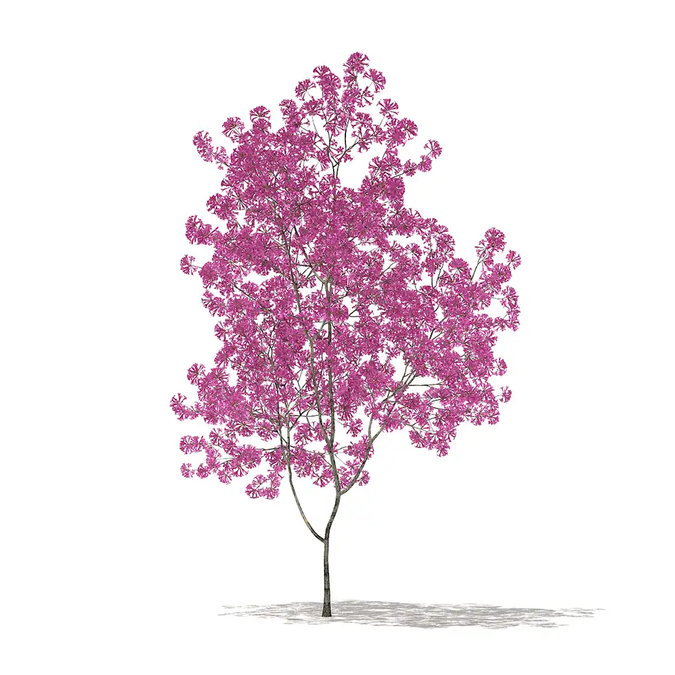 32套景观树木C4D模型合集 Trees